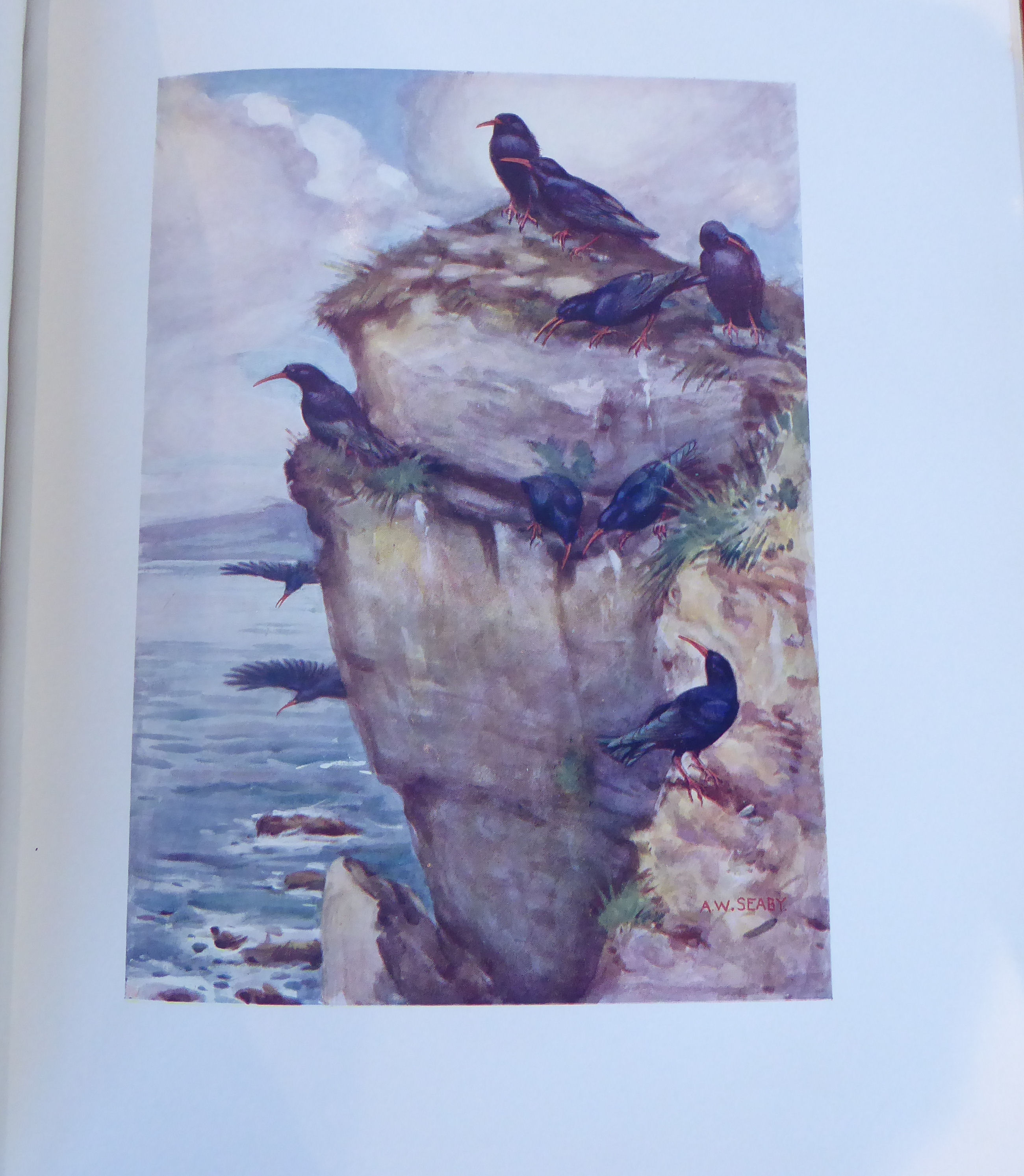 Books: 'The British Bird Book' edited by FB Kirkman  1911, in four volumes - Image 5 of 17