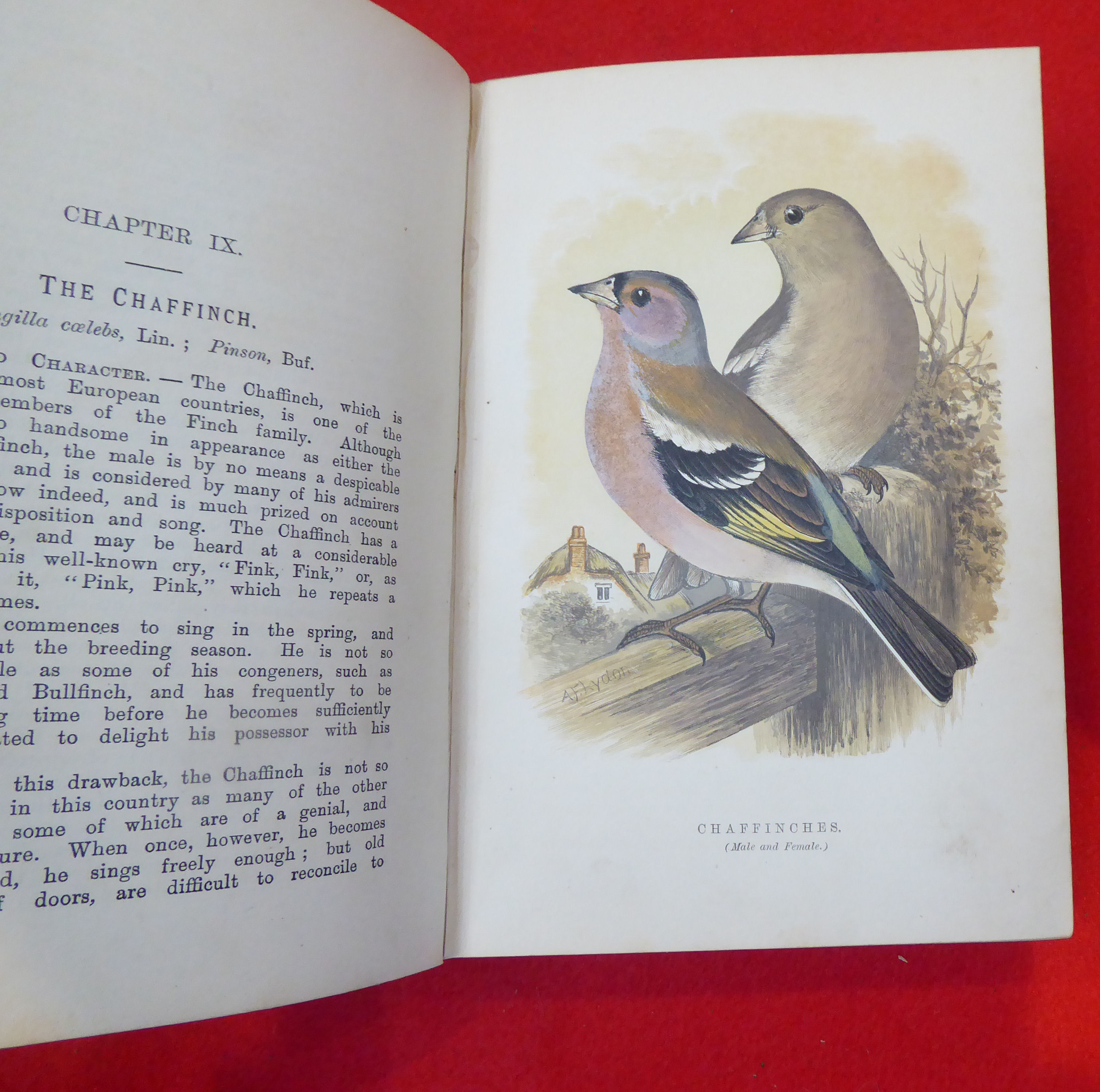 Book: 'British Cage Birds' by RL Wallace, printed by A.Bradley, Strand, London - Image 7 of 10