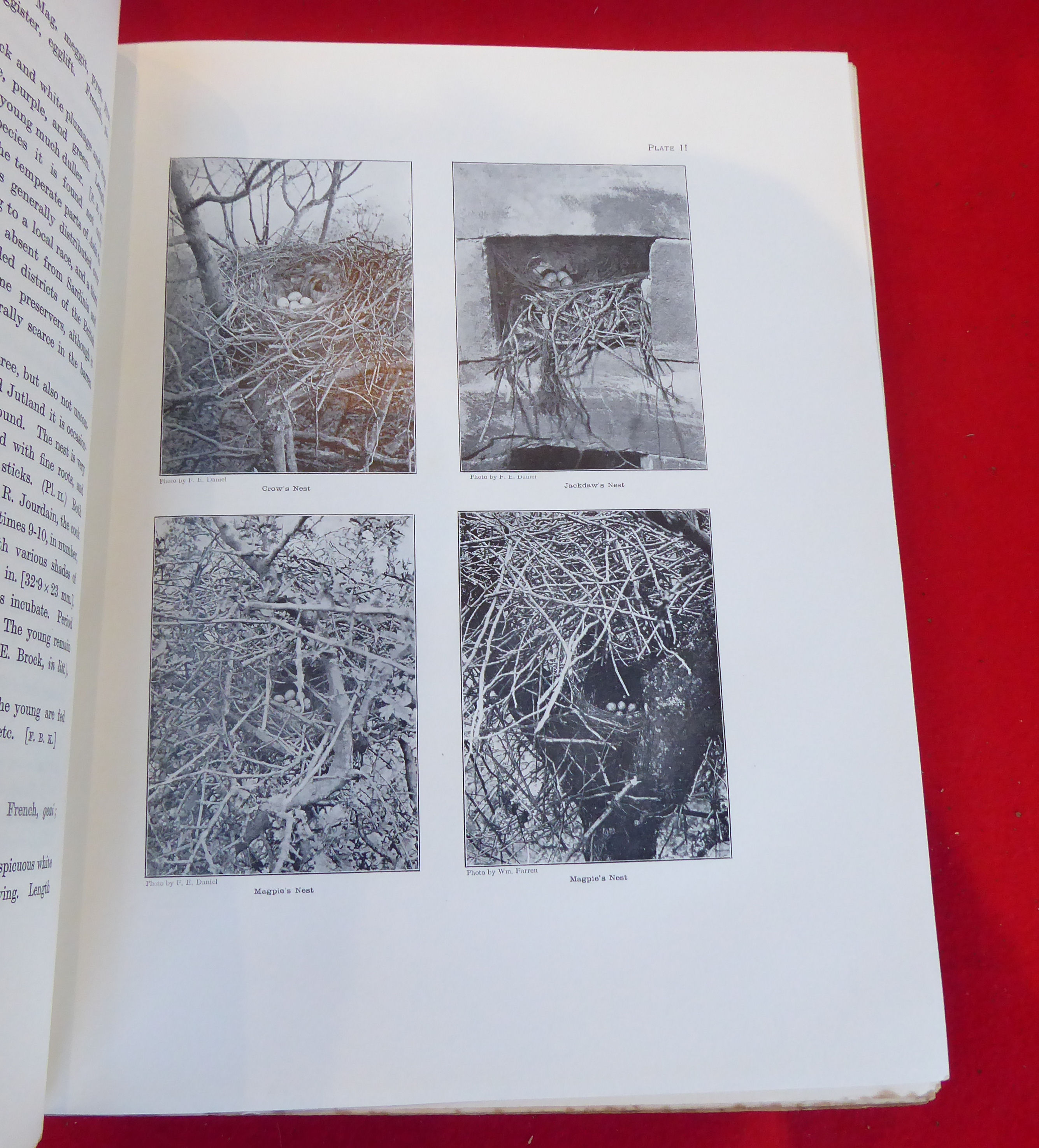 Books: 'The British Bird Book' edited by FB Kirkman  1911, in four volumes - Image 4 of 17