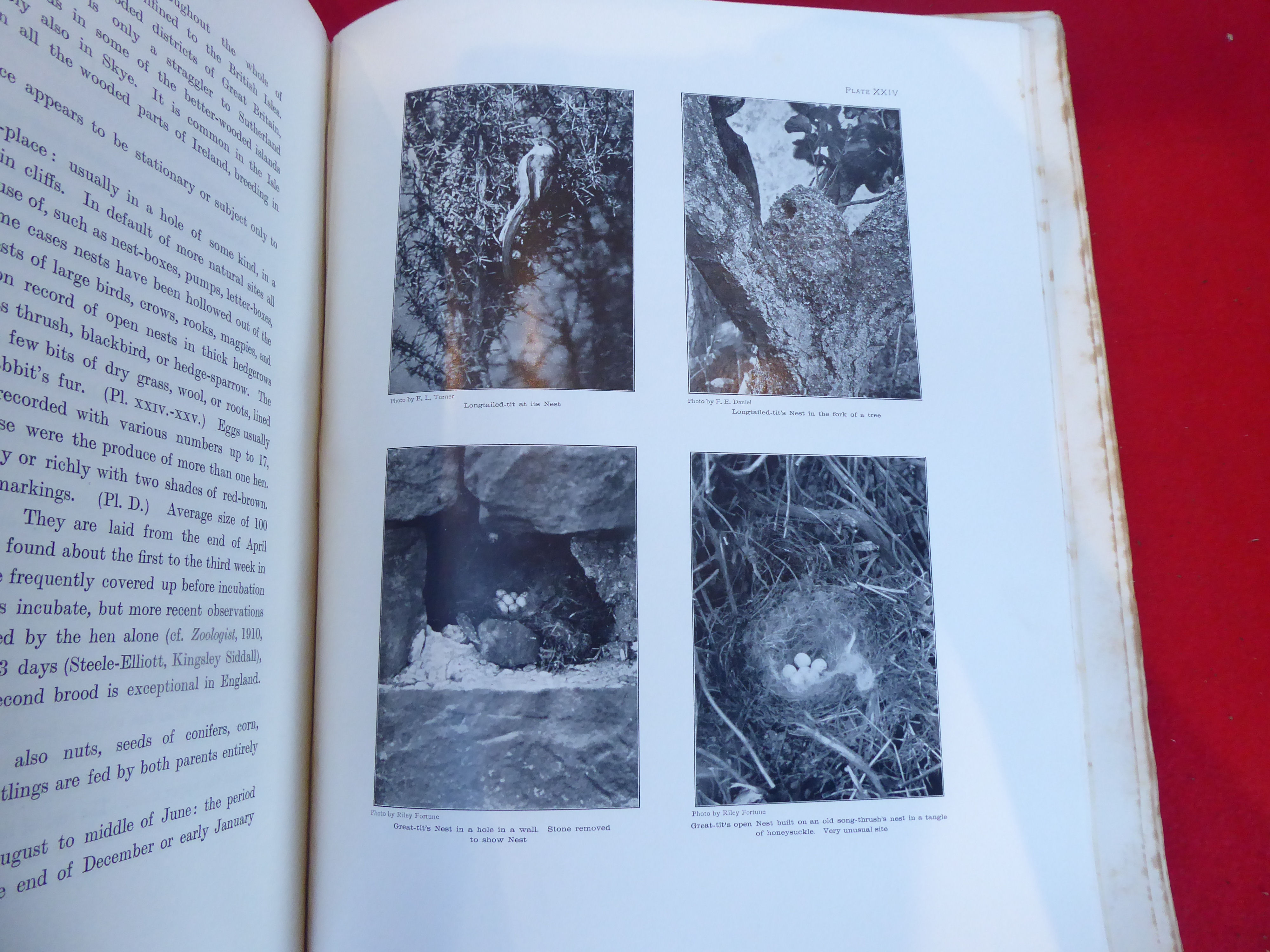 Books: 'The British Bird Book' edited by FB Kirkman  1911, in four volumes - Image 9 of 17