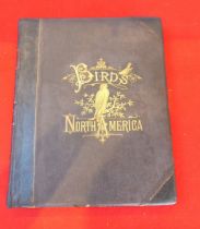 Book: 'Sturders Popular Ornithology, the Birds of North America' drawn and coloured printed plates