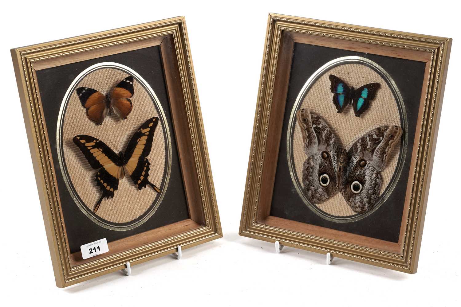 Two cased specimens from Exotica World butterflies