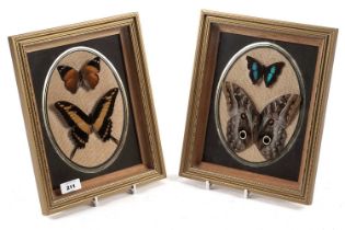 Two cased specimens from Exotica World butterflies