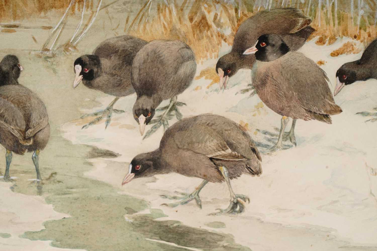 Winifred Austen - Coots in Winter Reeds | watercolour - Image 3 of 5