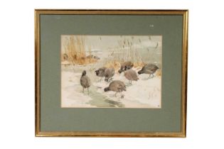 Winifred Austen - Coots in Winter Reeds | watercolour