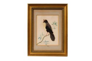 19th Century - A featherwork picture of a bird | feather and watercolour