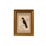 19th Century - A featherwork picture of a bird | feather and watercolour