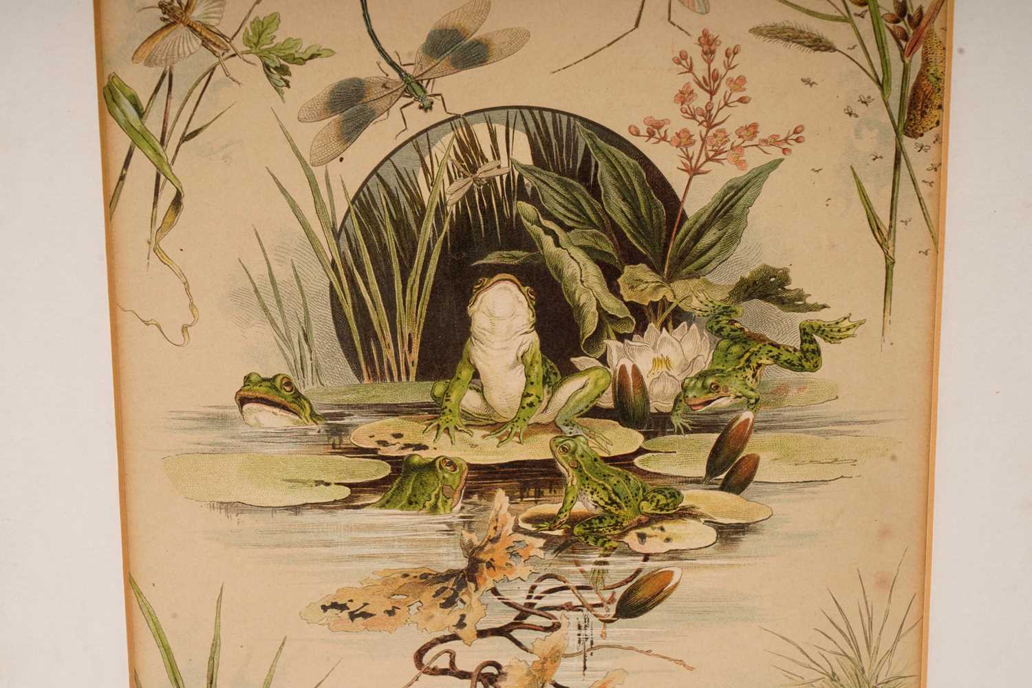 After Christian Votteler - Pond Life | chromolithograph - Image 2 of 3