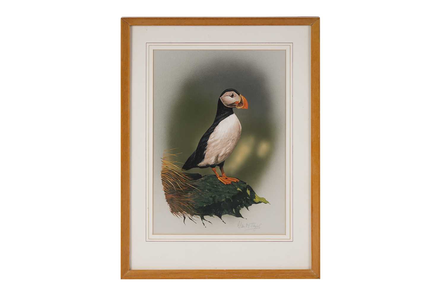 Alan Taylor - Puffin | gouache