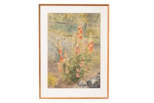 20th Century British School - A Summer Garden Border with Snapdragons | watercolour