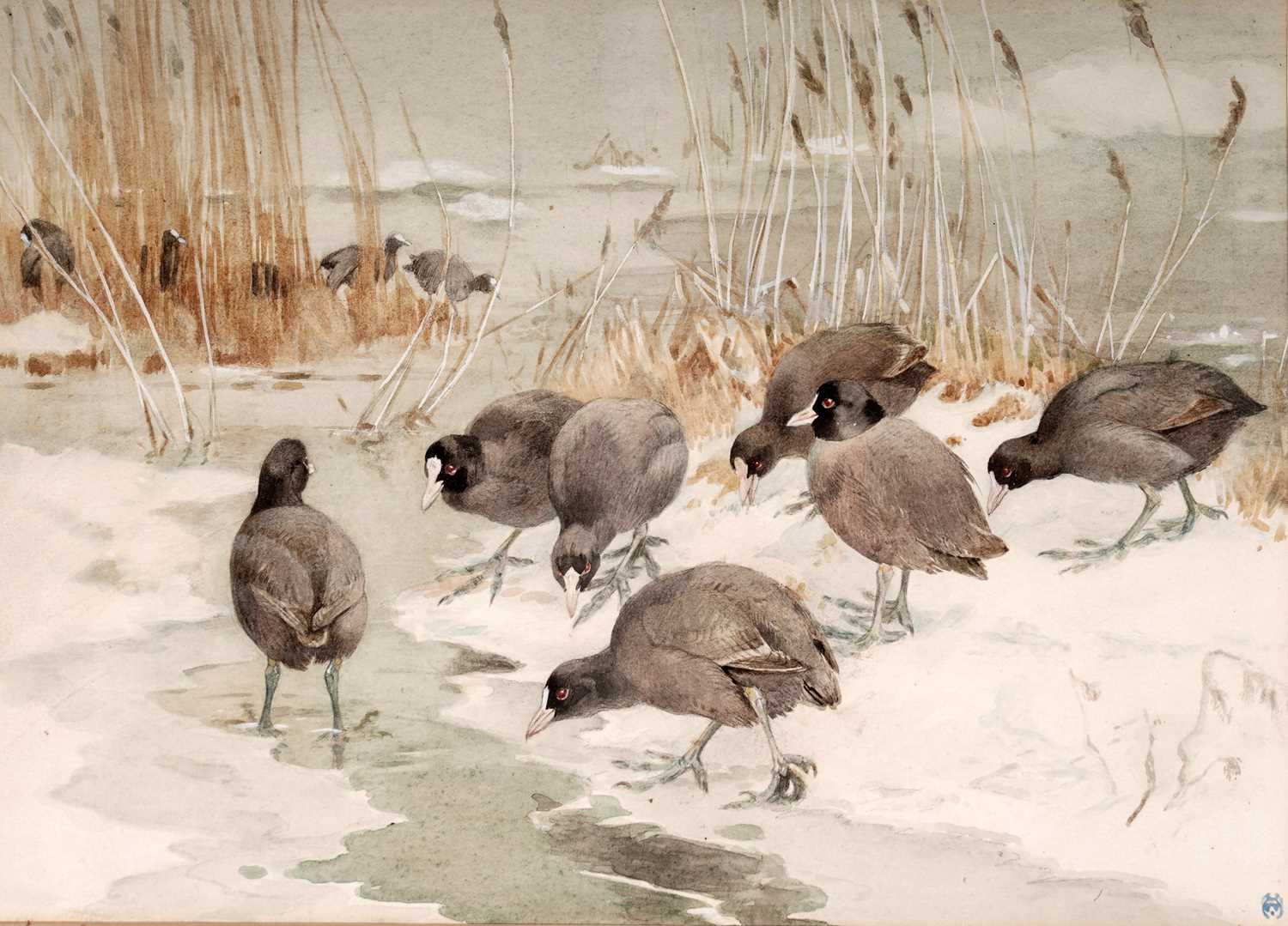 Winifred Austen - Coots in Winter Reeds | watercolour - Image 2 of 5