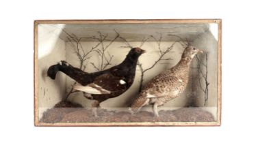 A Victorian taxidermy game bird display case