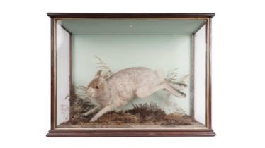 A Victorian taxidermy hare