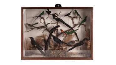 A Victorian taxidermy African bird display