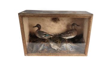 A Victorian taxidermy duck display case