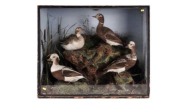 A Victorian taxidermy duck display case