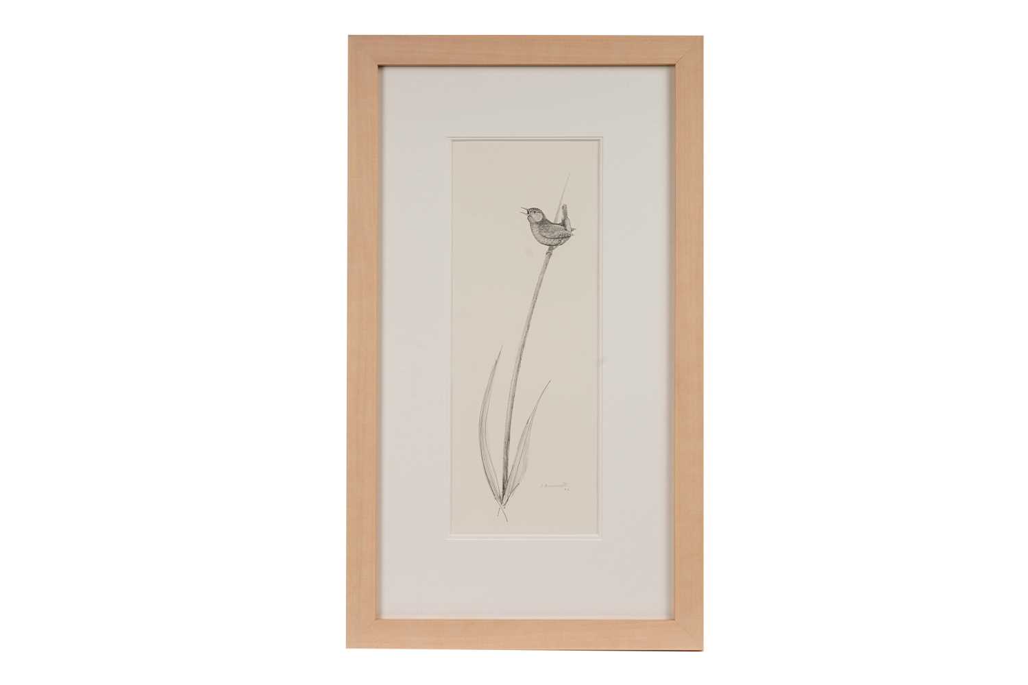 Ian Greensitt - Wren on a Reed | pencil