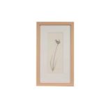 Ian Greensitt - Wren on a Reed | pencil