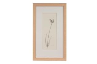 Ian Greensitt - Wren on a Reed | pencil