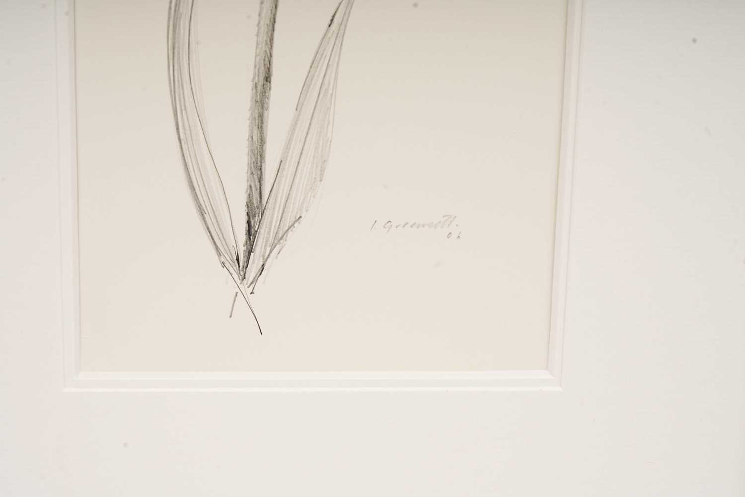 Ian Greensitt - Wren on a Reed | pencil - Bild 2 aus 3