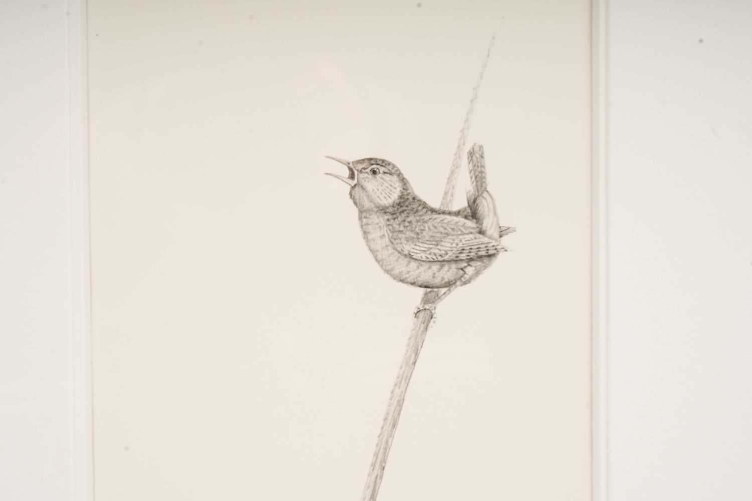 Ian Greensitt - Wren on a Reed | pencil - Bild 3 aus 3