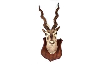 A taxidermy shoulder mount Blackbuck