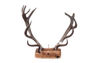 A pair of stag deer antlers