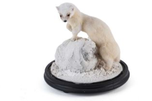 A taxidermy stoat