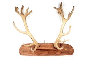 A pair of stag deer antlers