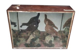 Taxidermy: a Victorian taxidermy game bird display case