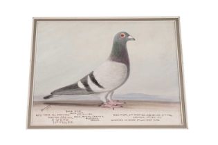 An oil painting of the racing pigeon Blue Boy