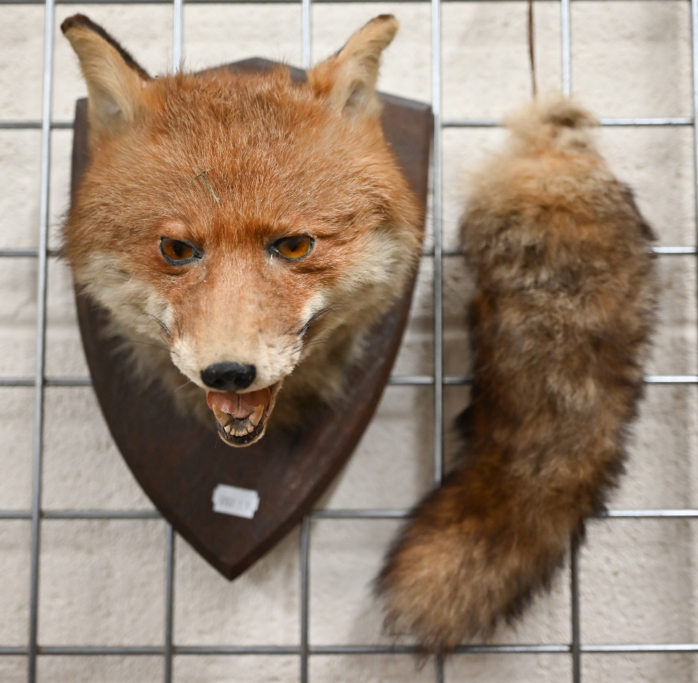 Taxidermy - Fox's head with brush, mounted on oval plaque - Image 2 of 3