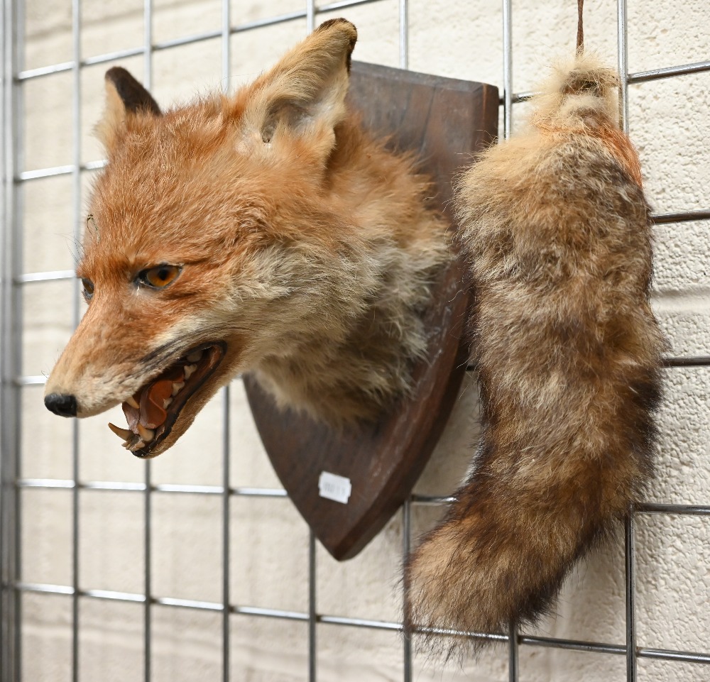 Taxidermy - Fox's head with brush, mounted on oval plaque - Image 3 of 3