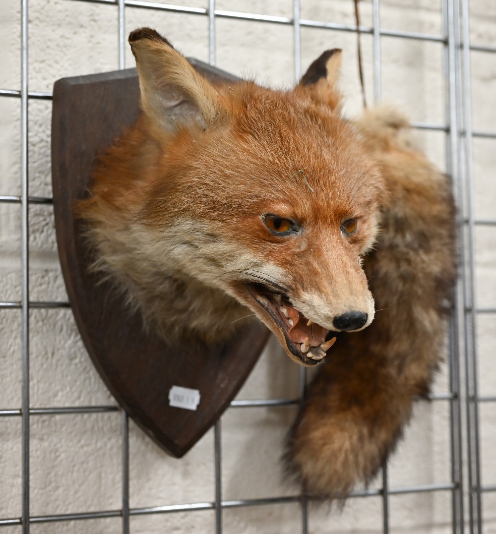 Taxidermy - Fox's head with brush, mounted on oval plaque