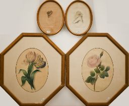 A pair of watercolour botanical studies of roses and tulips, signed S A Martin, 29 x 22 cm to/w