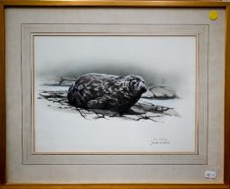 Don Cordery - 'For the Wisdom's', two watercolour studies - seal pup on flat rocks, signed and