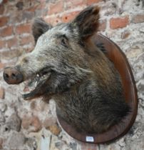 Taxidermy - A boar's head, on oak shield