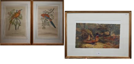 Archibald Thorburn reproduction pheasant print, 32 x 51 cm to/w two exotic bird prints after