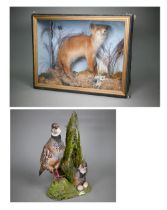 Taxidermy - A fox-cub, in naturalistic setting and glazed-front case to/w a brace of French