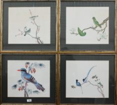 A set of four prints of exotic birds on flowering branches, 30 x 35 cm (4)