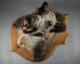 Taxidermy - A wild boar's head, mounted on stained wood shield