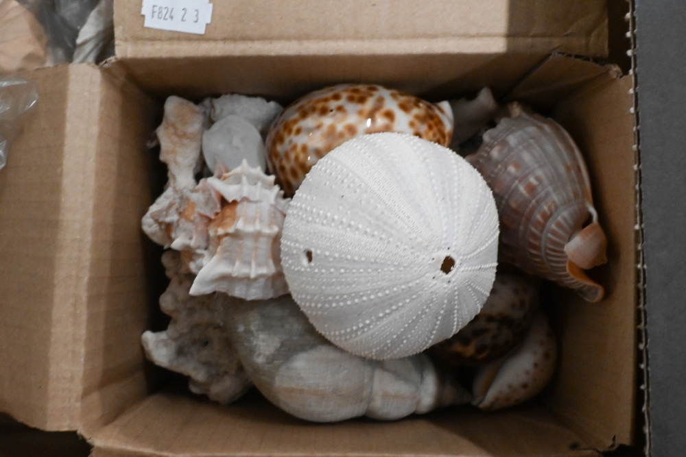 A collection of exotic sea shells, coral, pebbles etc (box) - Image 3 of 4