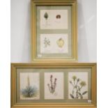 Two Edwardian watercolour botantical studies, 22 x 47 cm and 33 x 23 cm overall (2)
