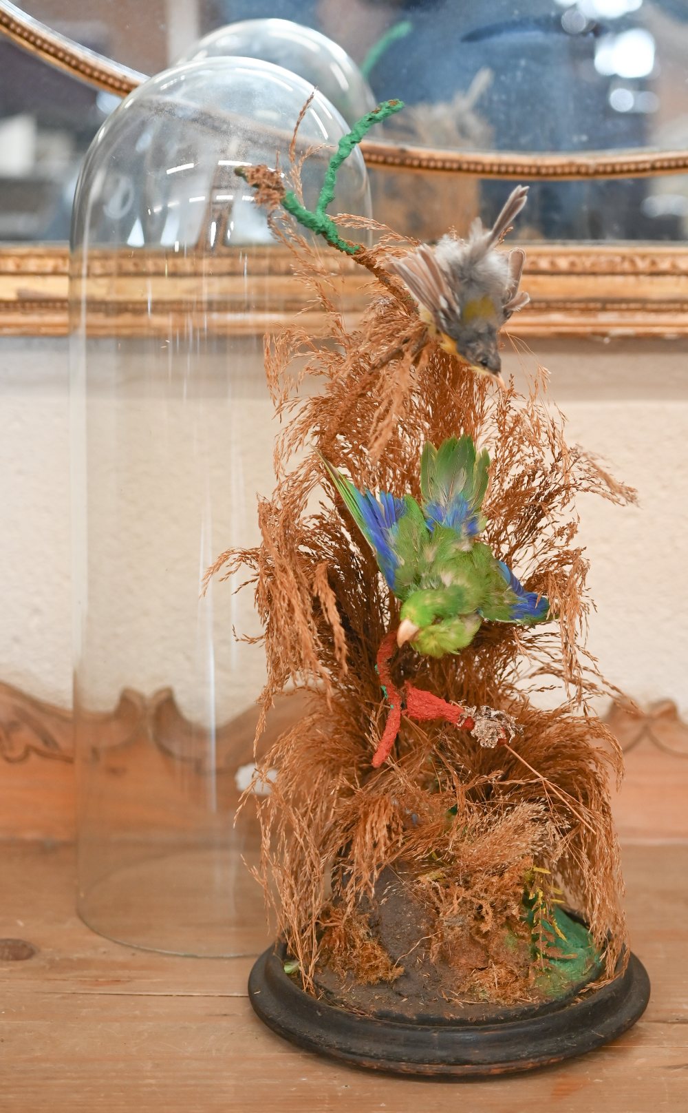 A Victorian display of two exotic birds among grasses, under glass dome 41 cm high to/w a bugle - Image 4 of 5