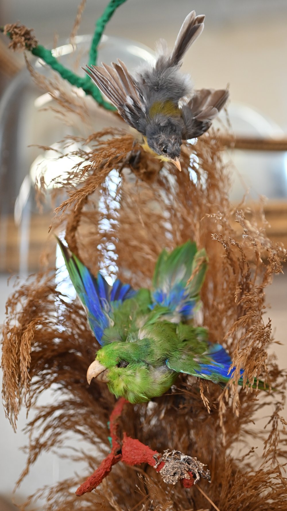A Victorian display of two exotic birds among grasses, under glass dome 41 cm high to/w a bugle - Image 5 of 5