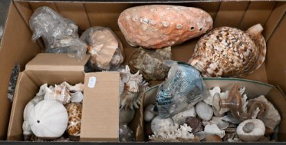 A collection of exotic sea shells, coral, pebbles etc (box)