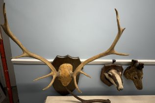 Taxidermy - A badgers head on a shield together with antlers and another animal head