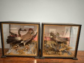 Taxidermy - A Jay in a naturalistic setting,