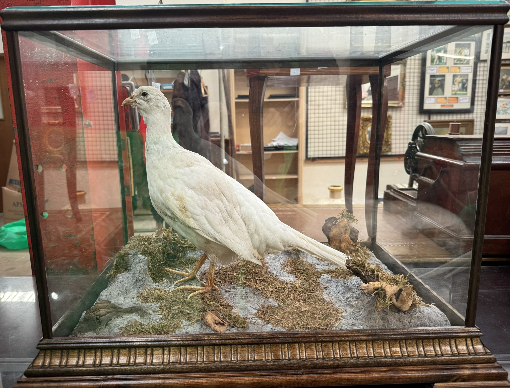 Taxidermy - A white pheasant,