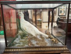 Taxidermy - A white pheasant,